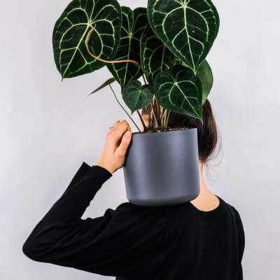 Plants Store Gallery Img 1 2