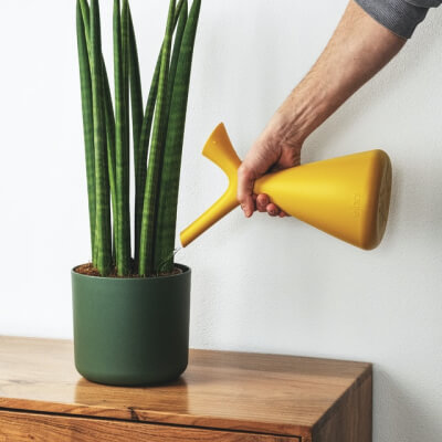 Plants Store Gallery Img 2 2