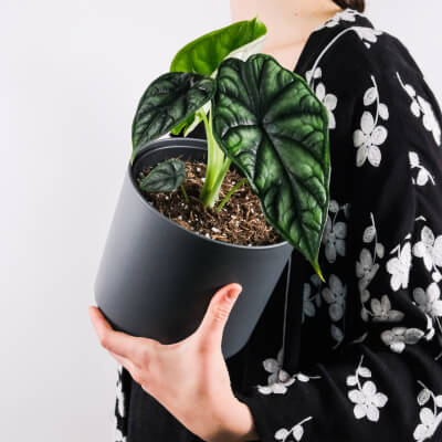 Plants Store Gallery Img 4 2