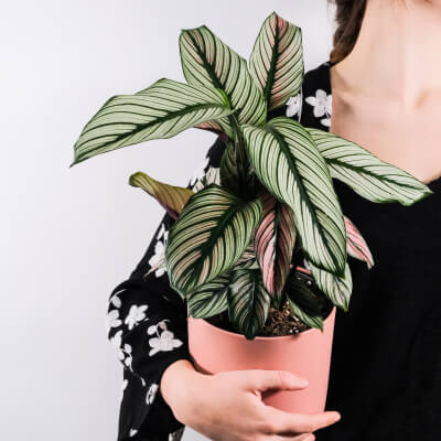 Plants Store Gallery Img 5 2