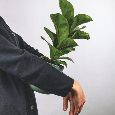 Plants Store Gallery Img 6 2